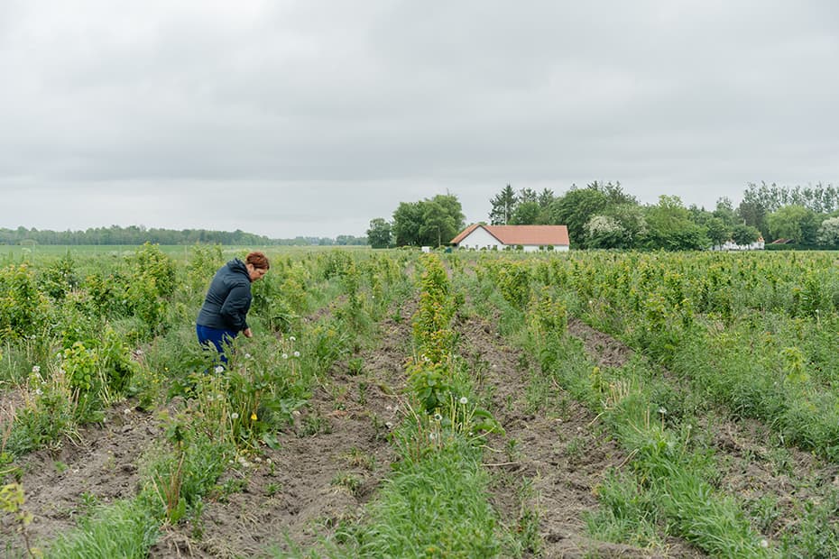 Ny tilskudsrunde gør det lettere for landmænd at plante skov